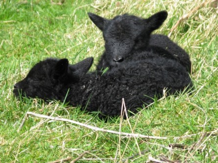 Shetland Lambs