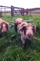 Oxford Sandy and Black Weaners