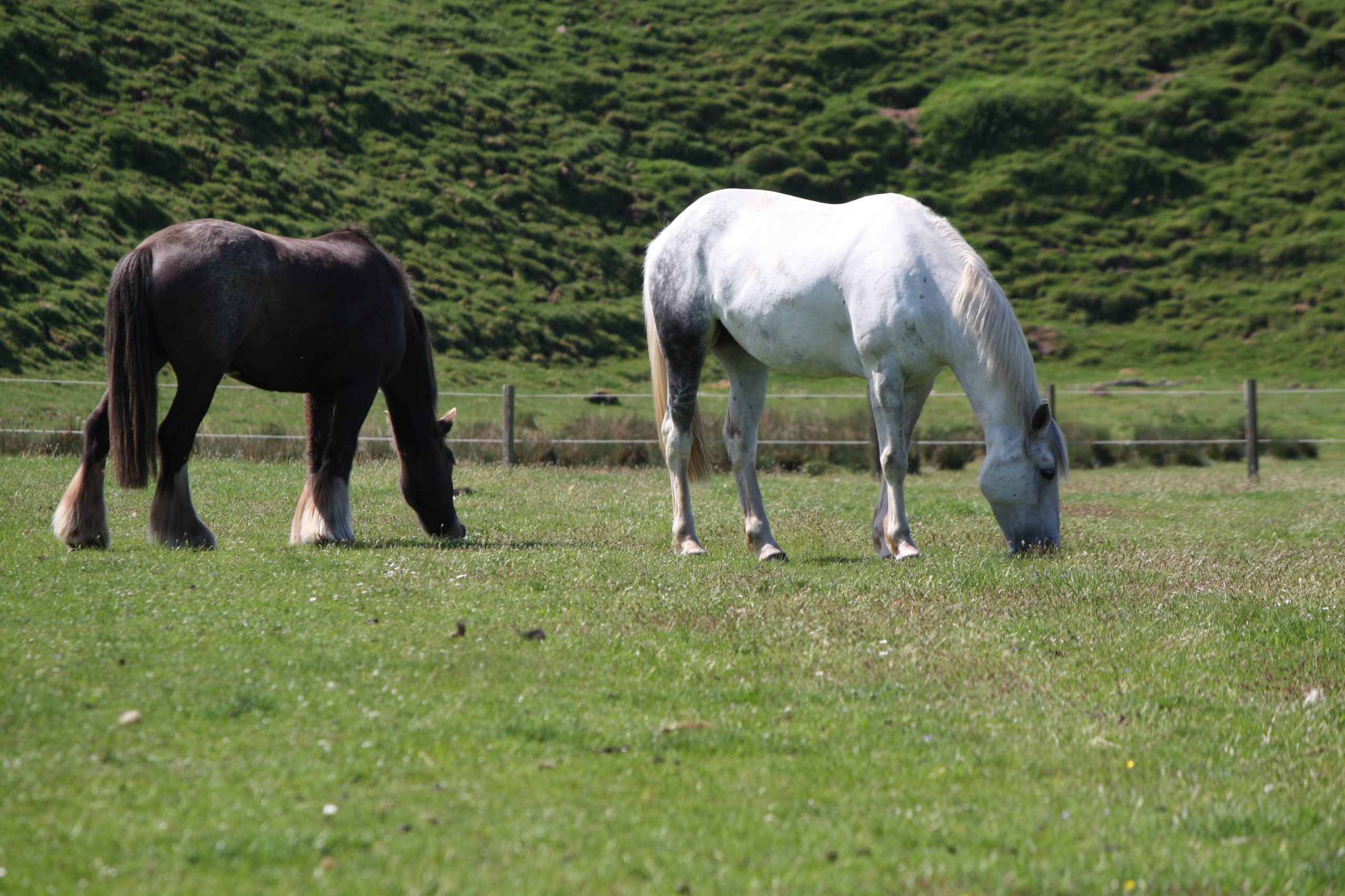 The Lint Mill horses grazing