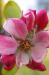 James Grieve Apple Blossom