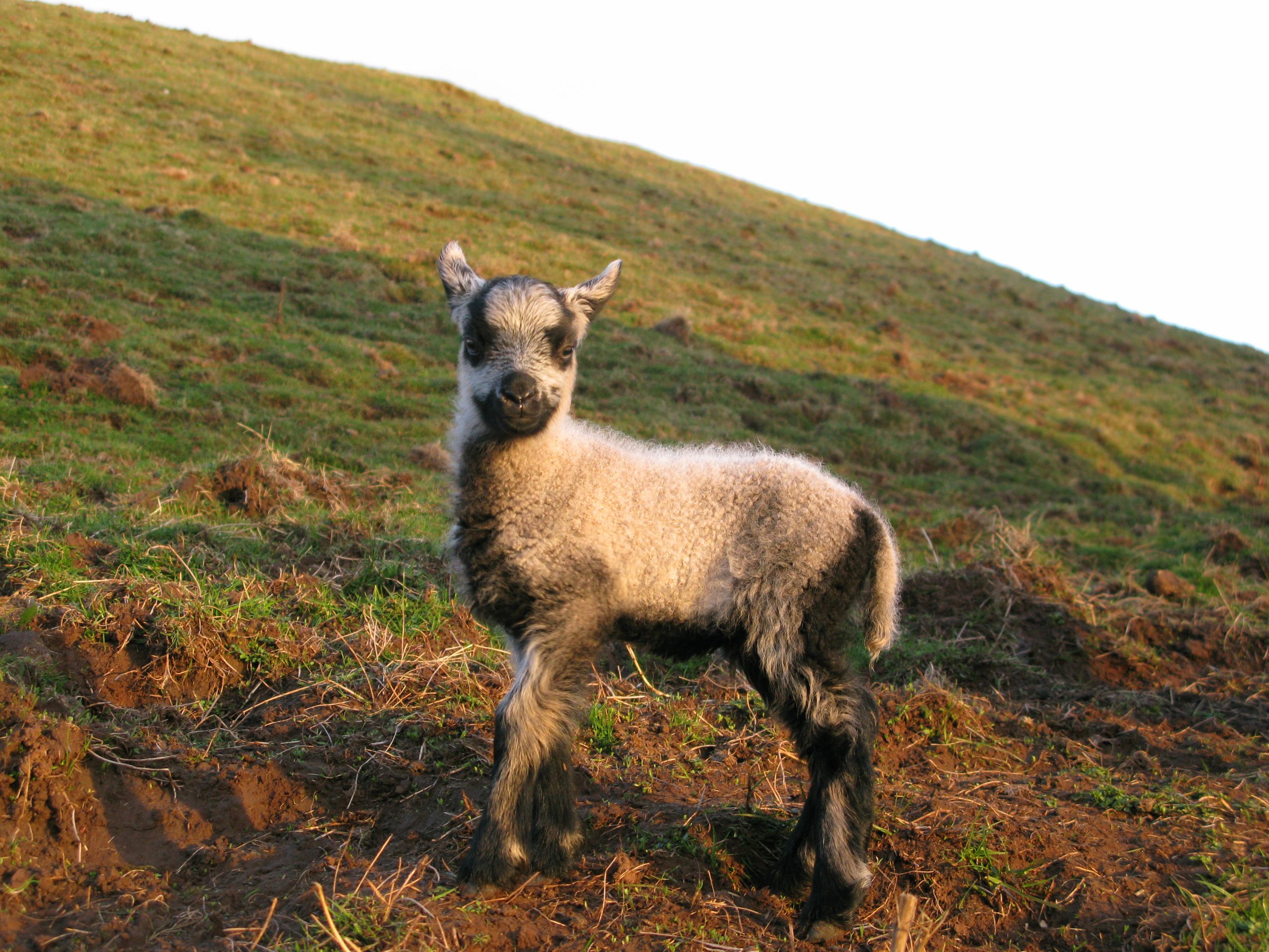 Badger’s baby ewe lamb