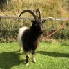 Our Billy Goat (not so) Gruff