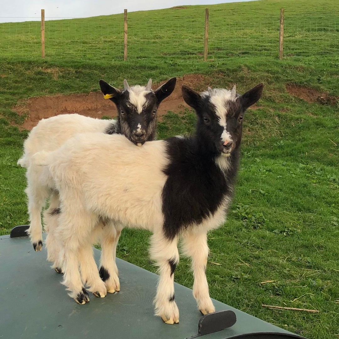 Aren’t Bagots the cheekiest goats? Here’s Daphne and Dennis on top of their shelter. Butter wouldn’t melt 😂 #bagotgoats #cheekygoats #gorgeousgoats