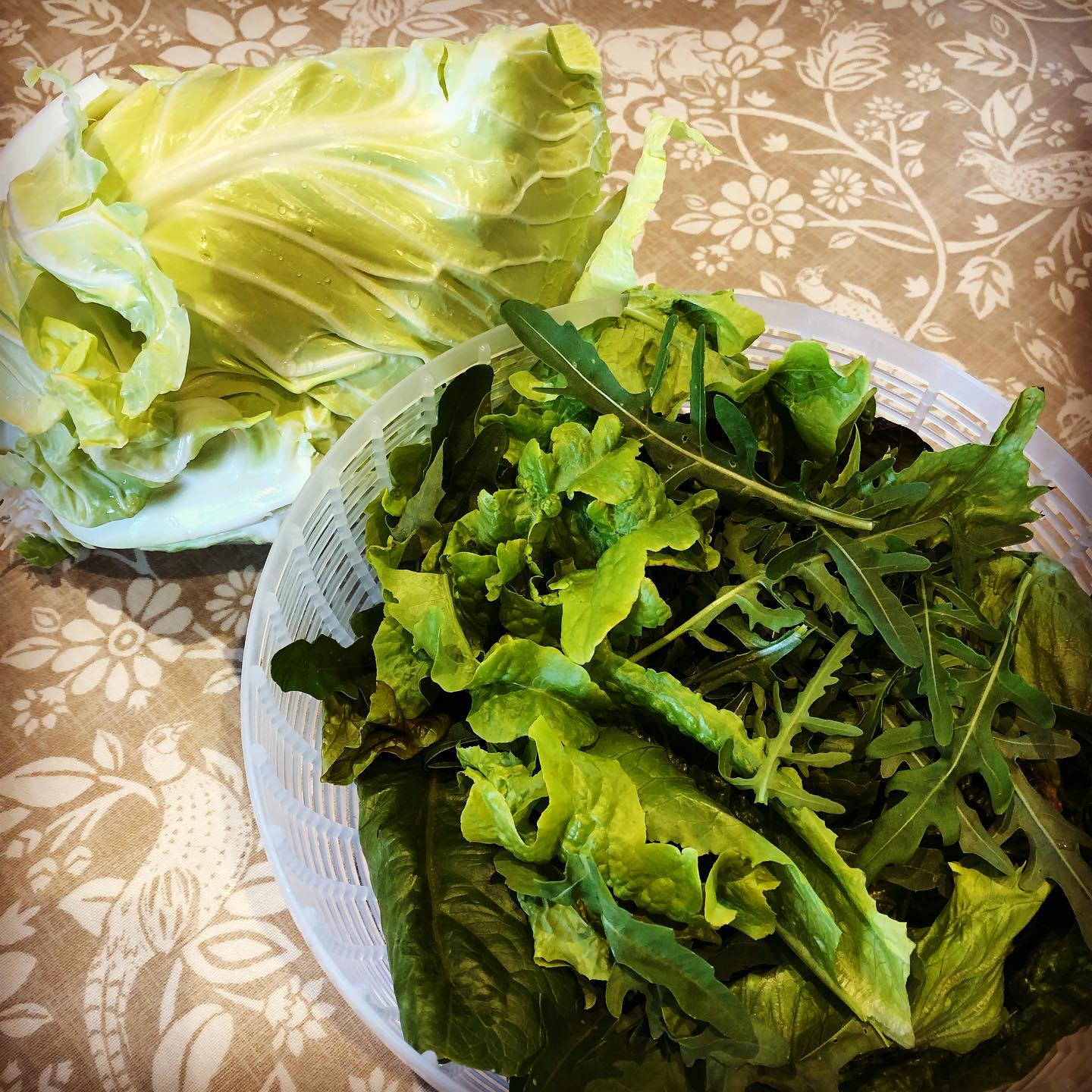 Polytunnel to plate. Delicious green salad and greyhound cabbage with dinner. #growyourown #eatyourgreens #homegrown #kitchengarden