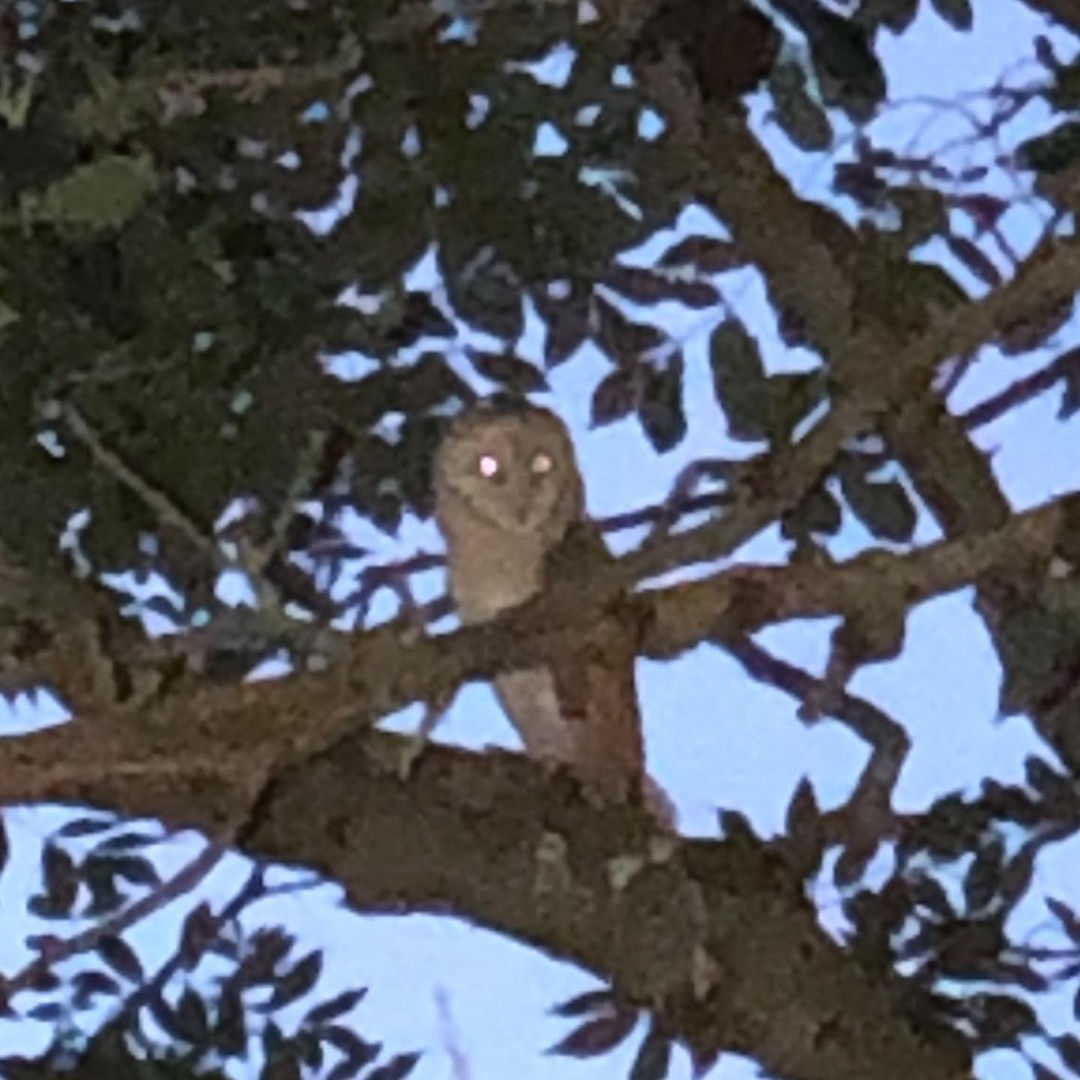 Tonight’s sighting of one of the owlets.  #nevergetstired #owlet #nocturnalwonderland #barnowls