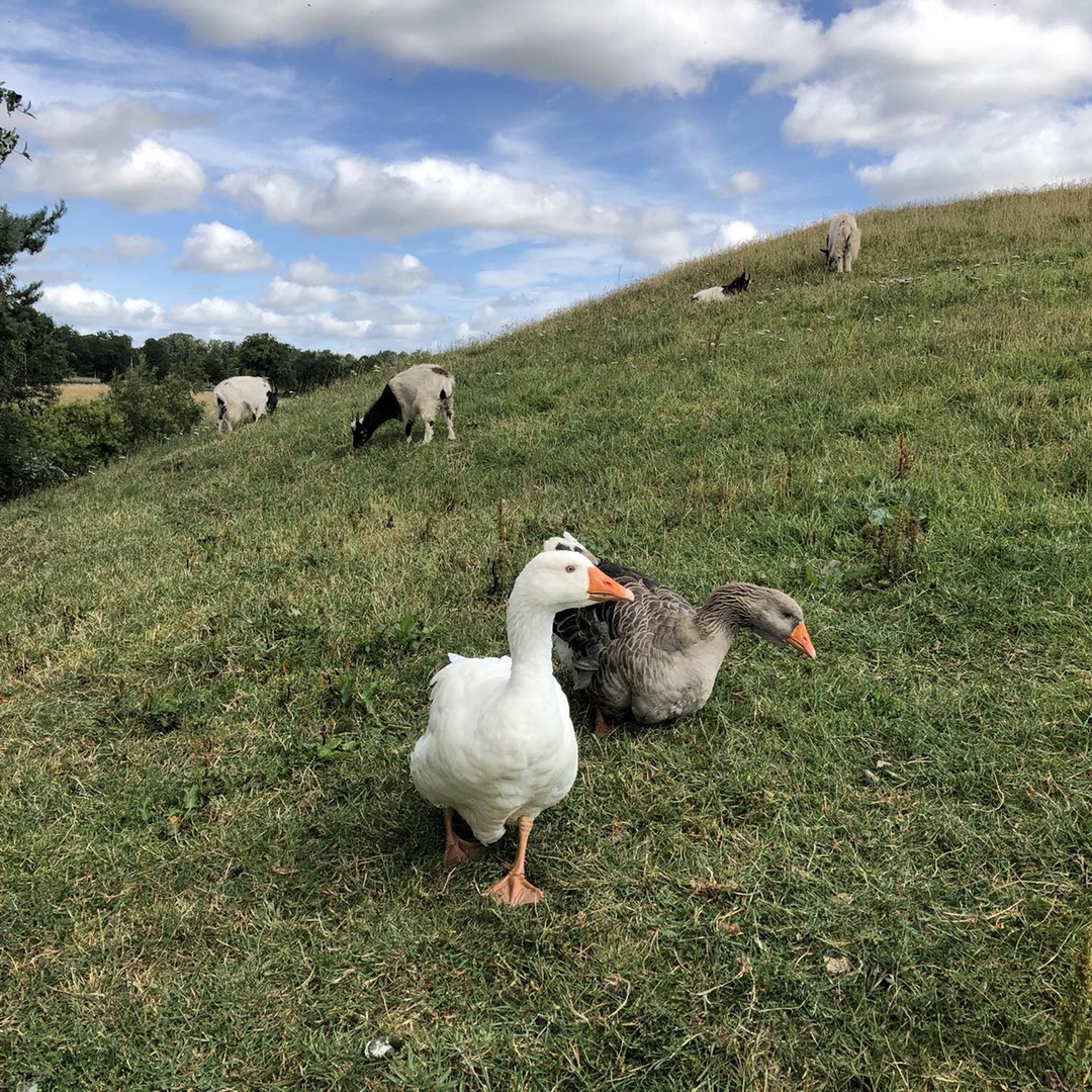 The weather has started to break and we’ve had a brief but air clearing deluge of rain. Meanwhile, the Bagots and geese were content in this afternoon’s sunshine. But we’re all looking forward to a drop more rain.  #heatwave #drought #herecomestherain #bagotgoats #geese