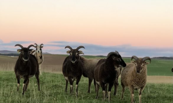 A Guide to Keeping Native Breed Sheep in an Organic System | Available to book all year round